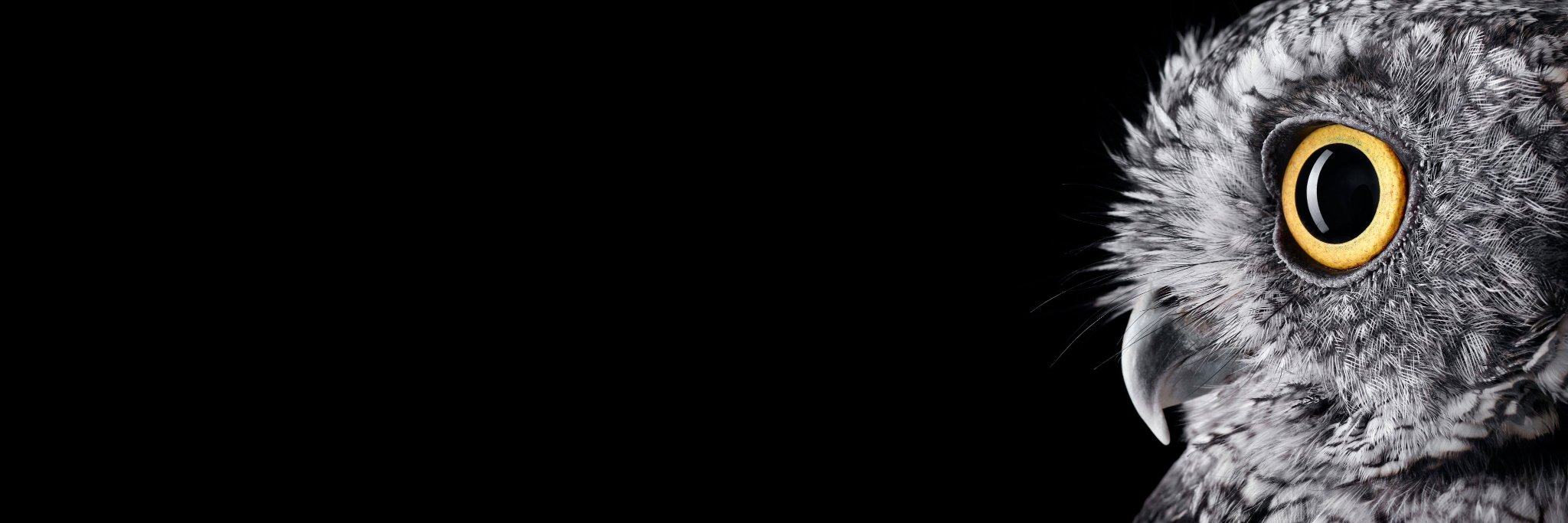 Calabazus's profile banner image