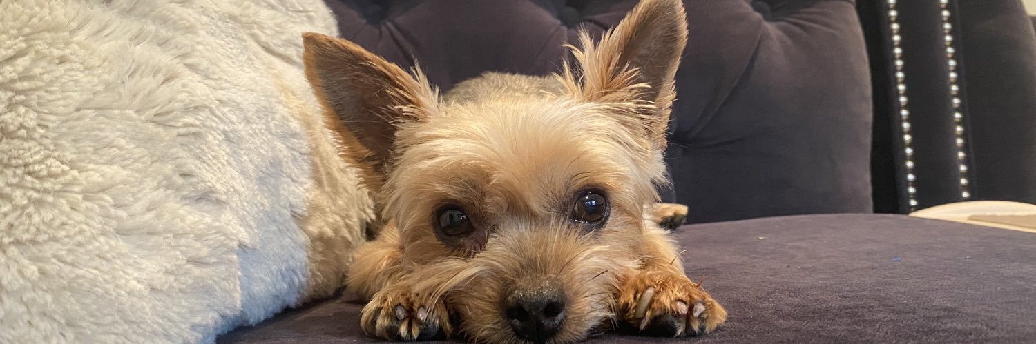 kellyminster's profile banner image
