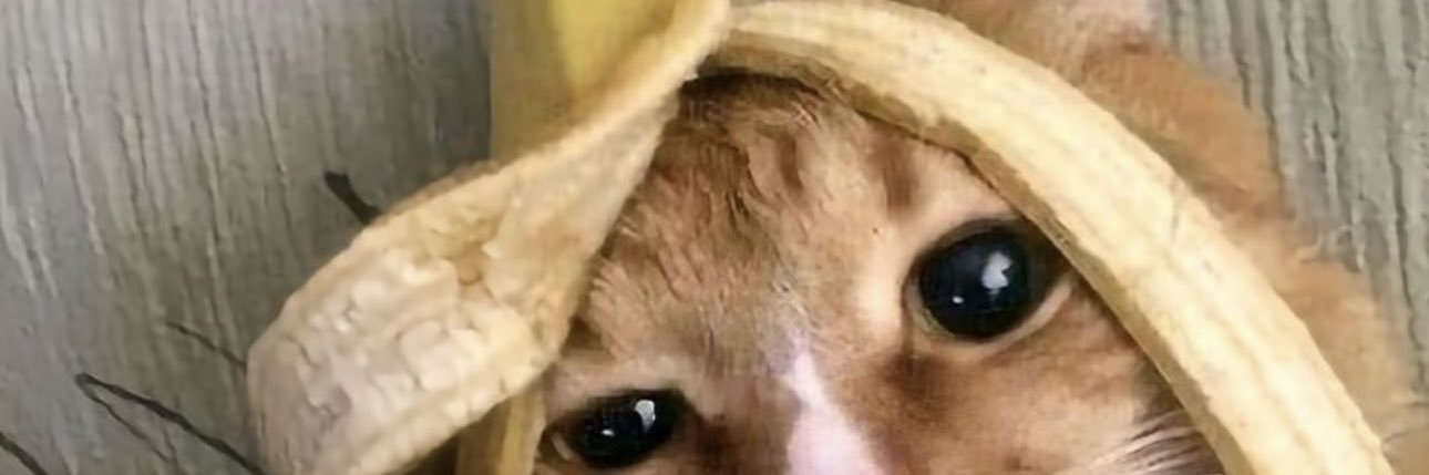 SfiaHrn's profile banner image