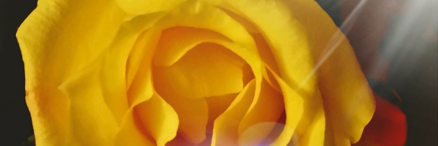 kimwinborne's profile banner image