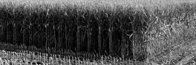 Brandon_Klaes's profile banner image