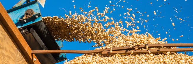 Texas Peanuts banner