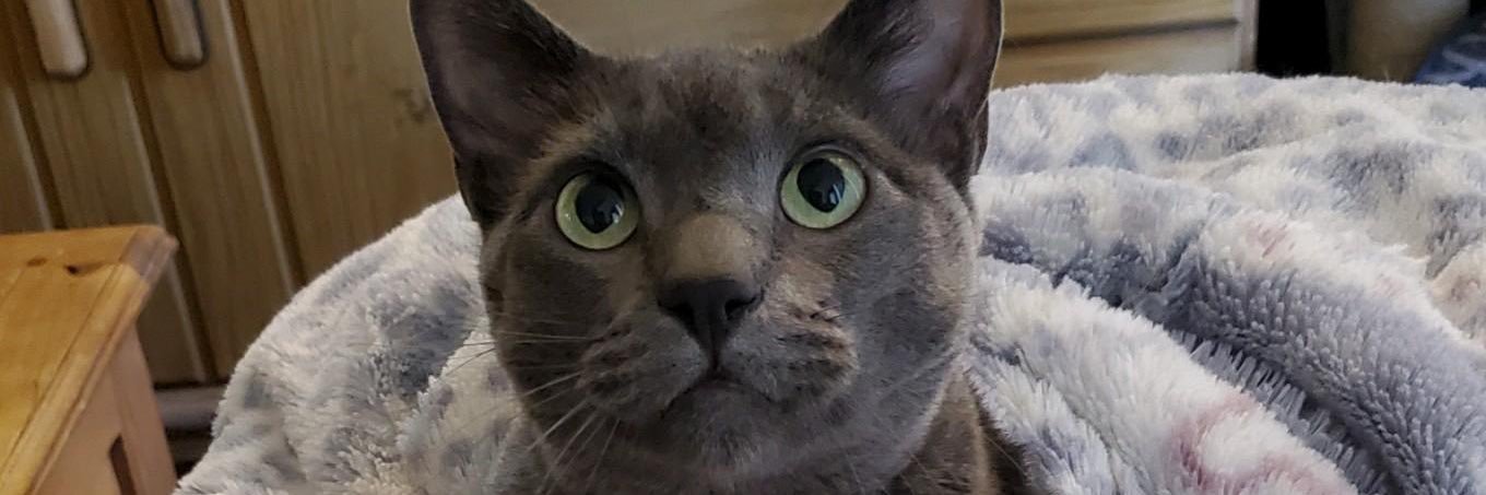shayleevenemon's profile banner image