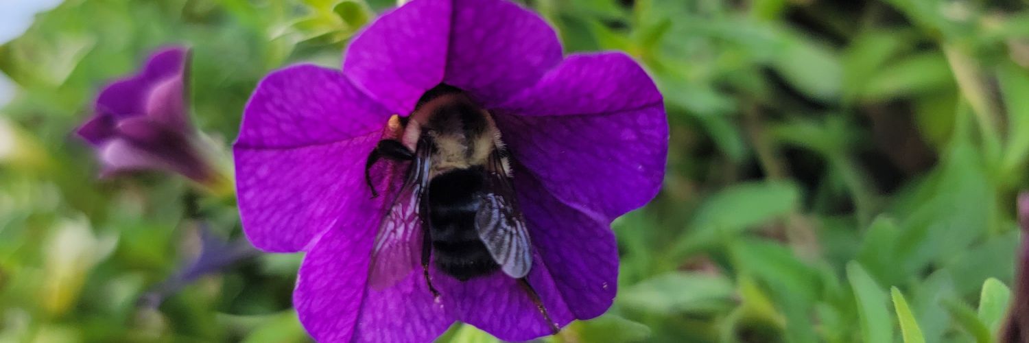 KryttleMarie's profile banner image