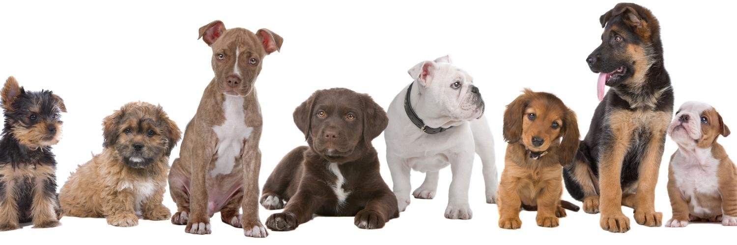 Wizard of Paws banner