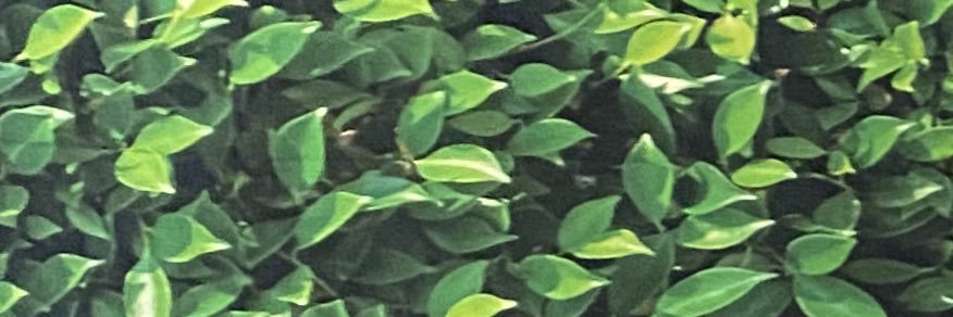 Jhene___'s profile banner image