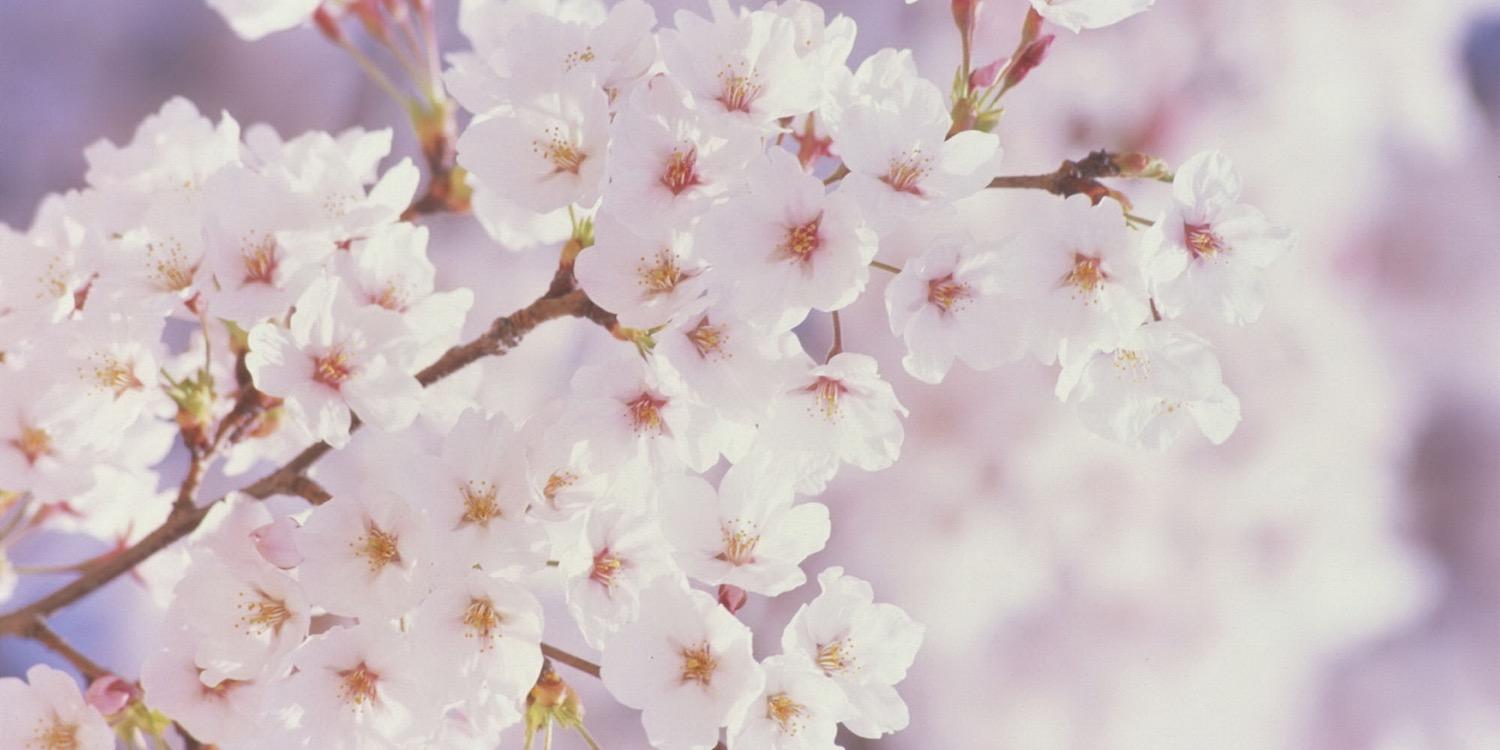 KimberlySoukup's profile banner image