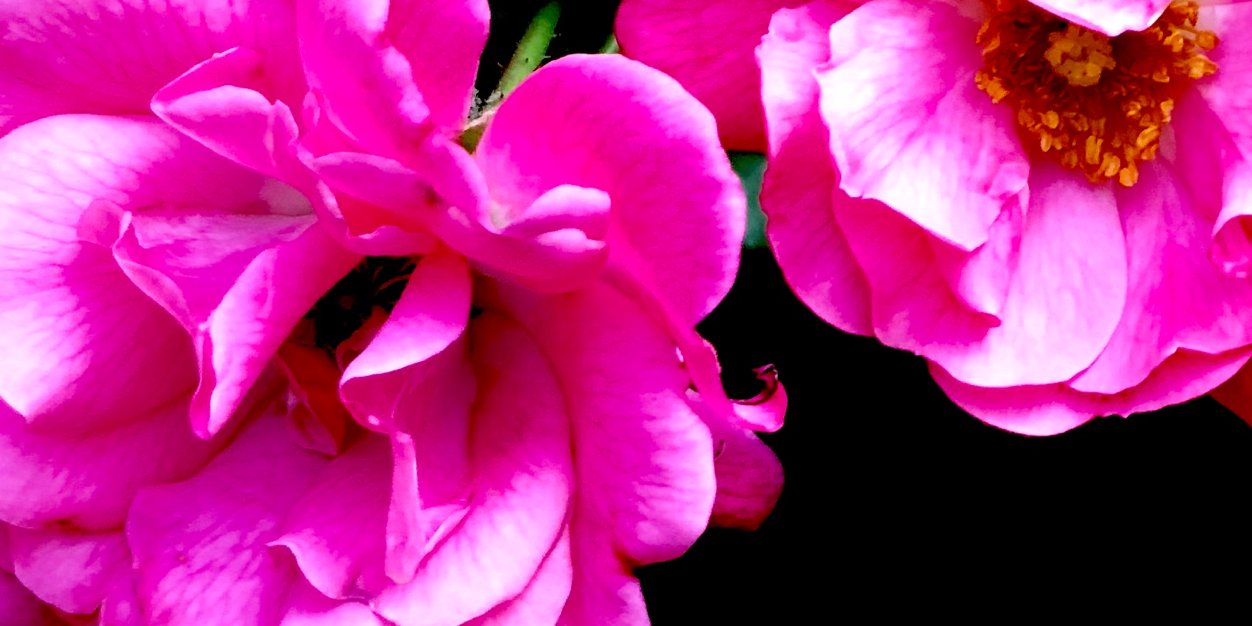 1shonte's profile banner image