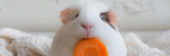 FuzzFix's profile banner image