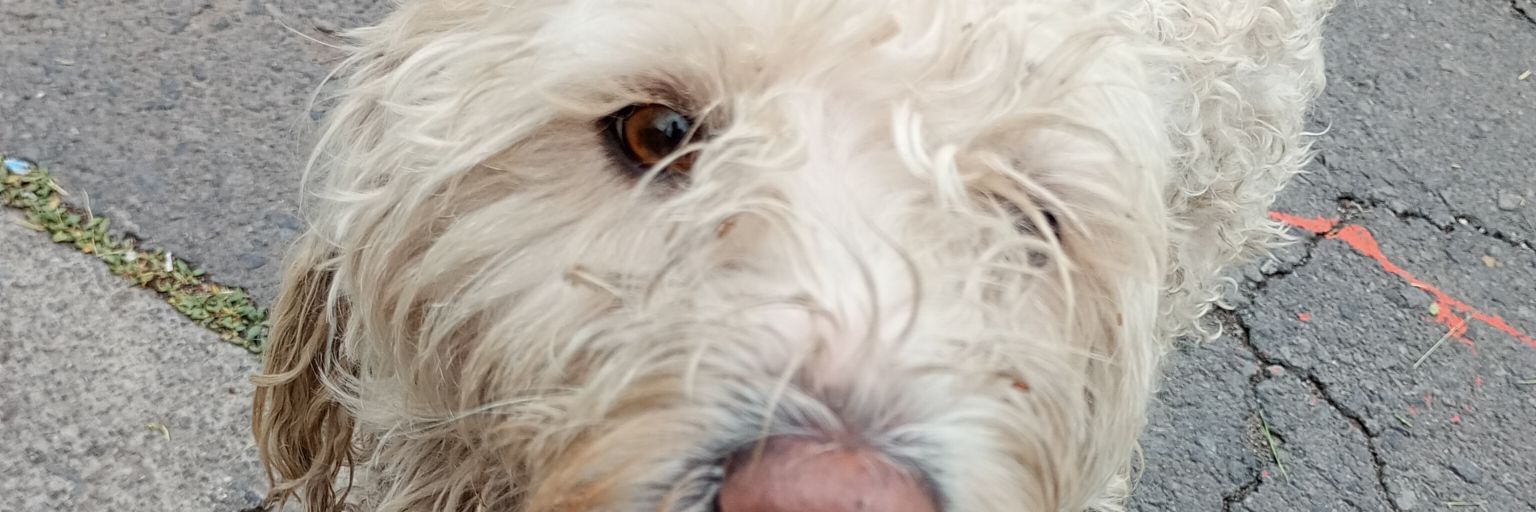 Javier Shipka banner