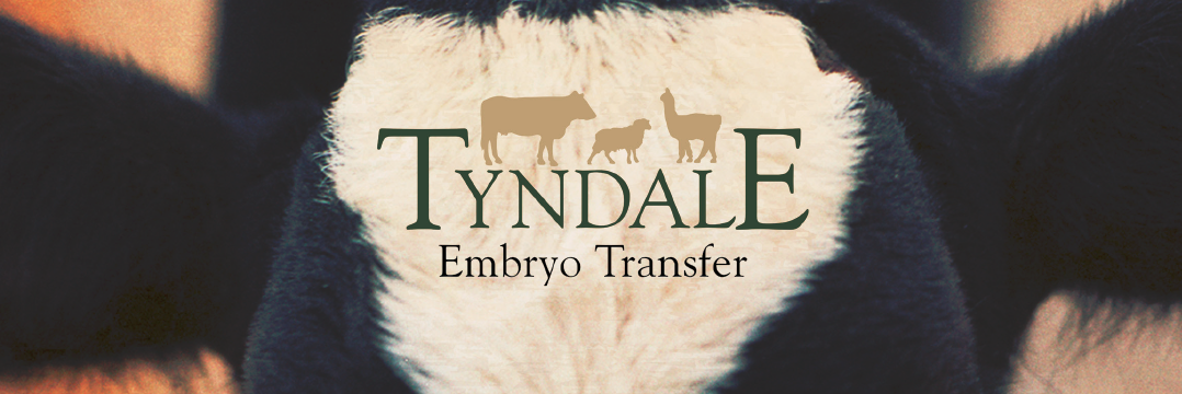 TyndaleET's profile banner image