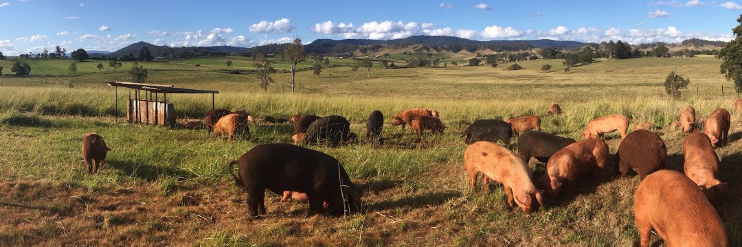 pigsrunwild1's profile banner image