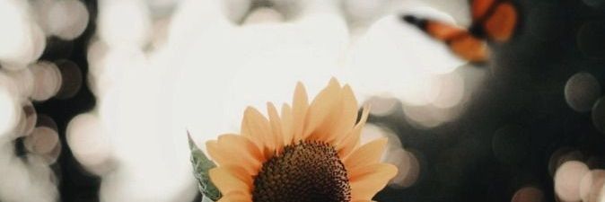 petchnampetch16's profile banner image