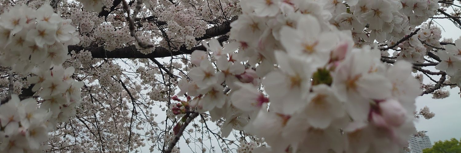 misao.t banner