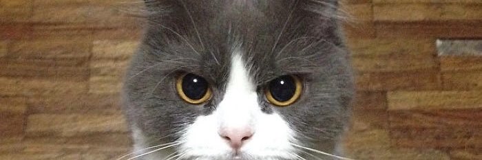 Infamous_ly's profile banner image