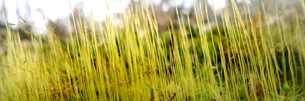 mossworld - annette banner