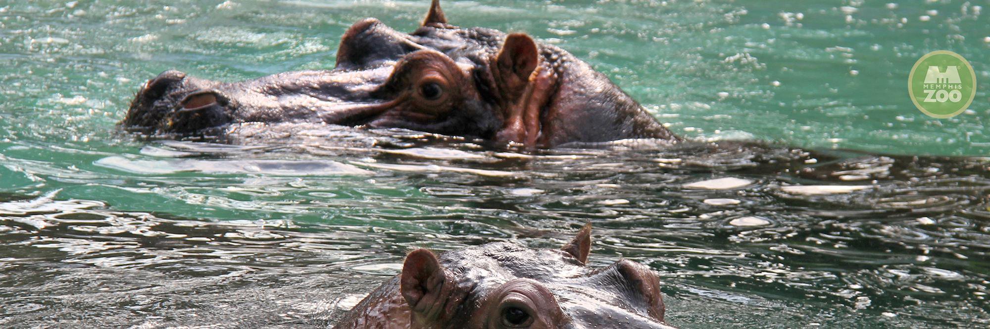 hippos901's profile banner image