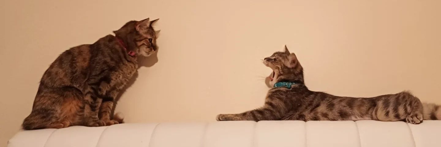 birkizannesi's profile banner image