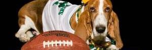 IrmoBassetHound's profile banner image