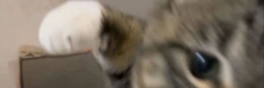 ミ banner