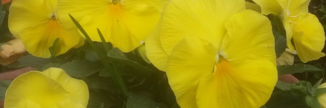 tppokharel's profile banner image
