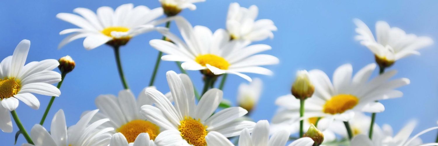 FiFiTrixiePixie's profile banner image