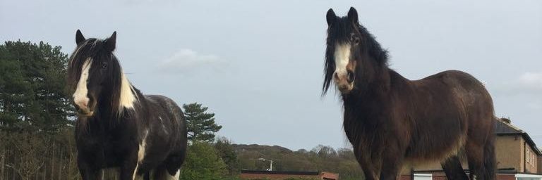 nmcowpaz's profile banner image