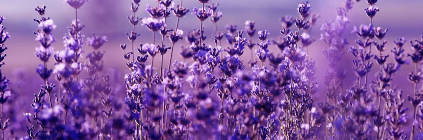 ILazdupe's profile banner image