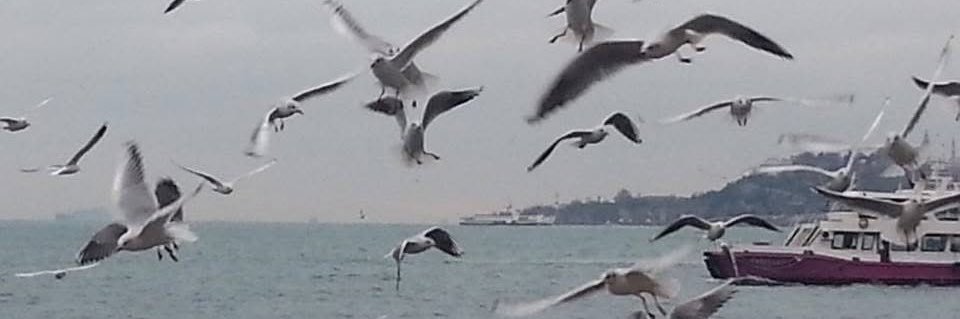 dove_inter's profile banner image
