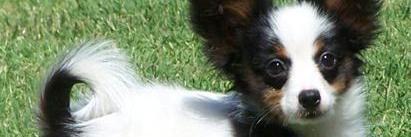 Sunshinepaps's profile banner image