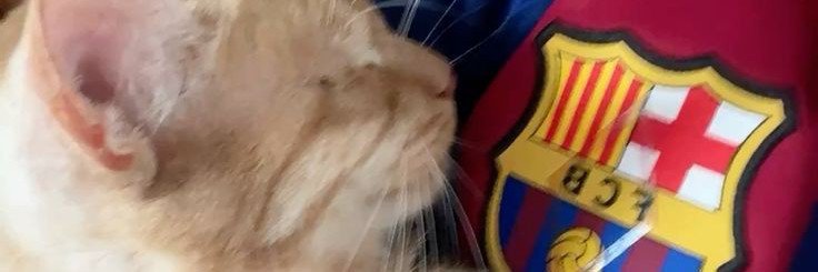 colibrimistico's profile banner image