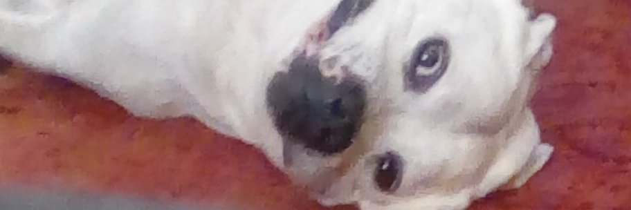 Casey🐕🐶 banner