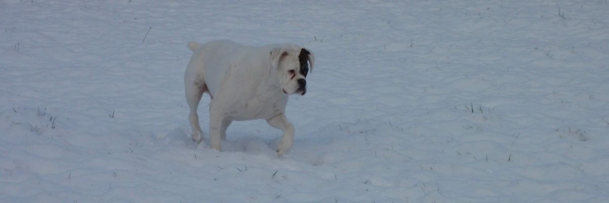 pauline kelly banner