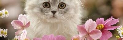 Stacylindner's profile banner image