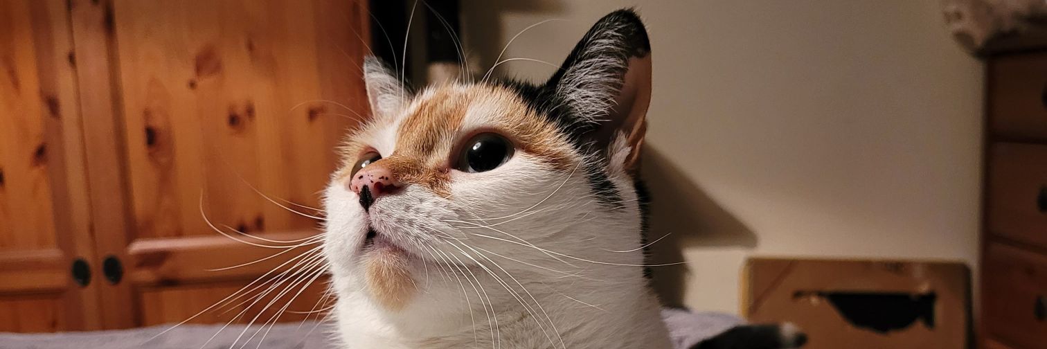 KittykatClaire's profile banner image