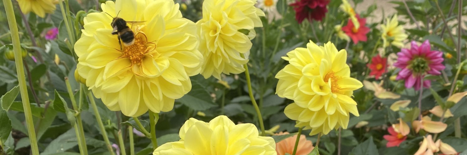 RosalindPacker's profile banner image