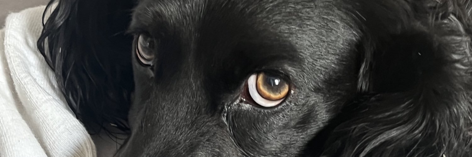 Poochypoo's profile banner image