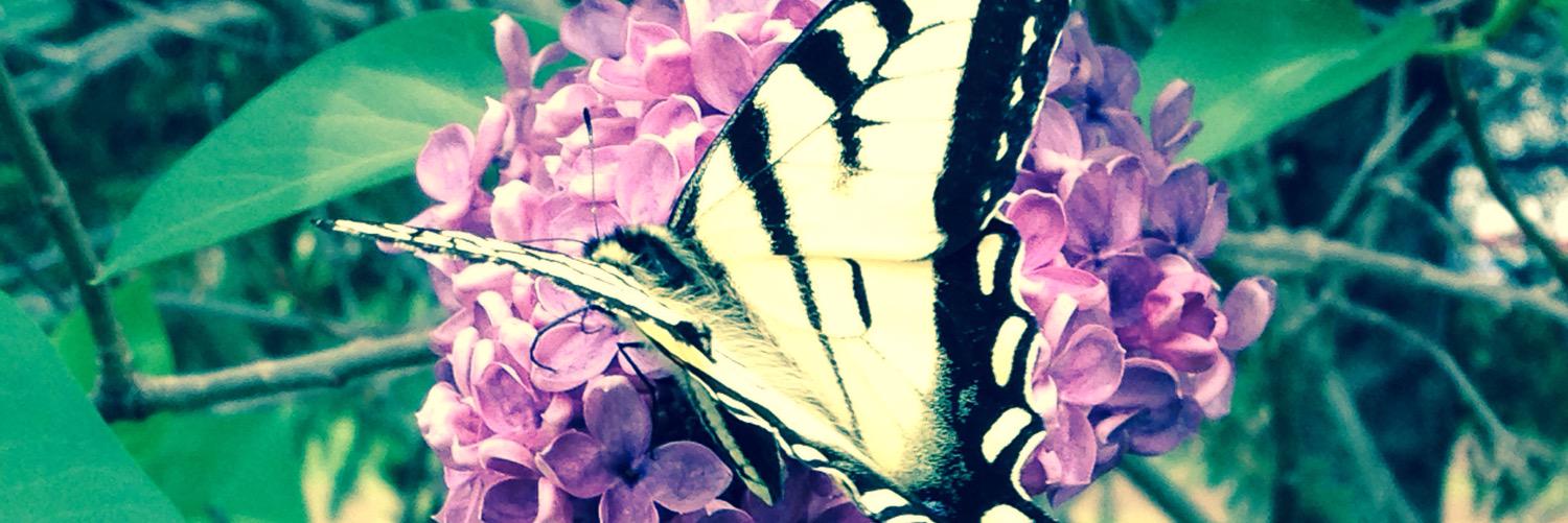 LeBlancStacy's profile banner image