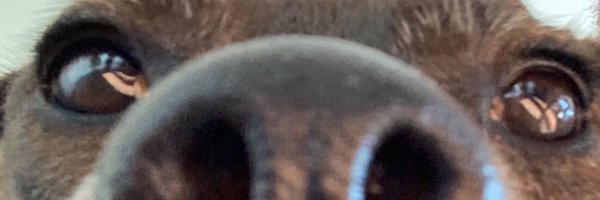 snotwurst420 Profile Banner