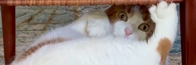 delicateallie's profile banner image