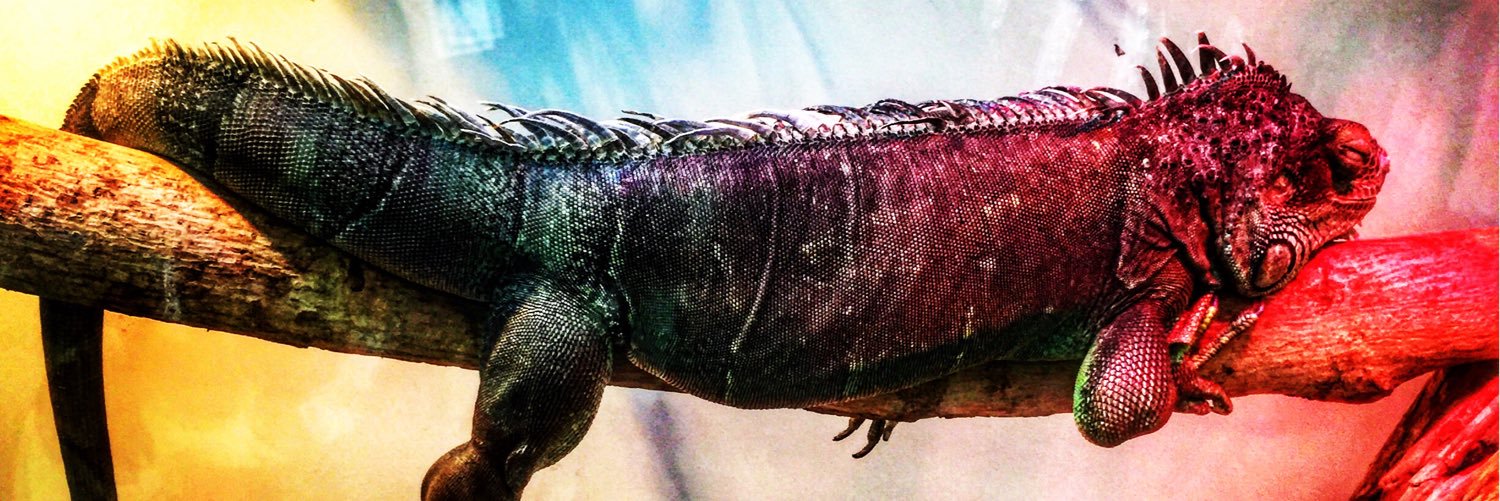 Avakadoooooo's profile banner image