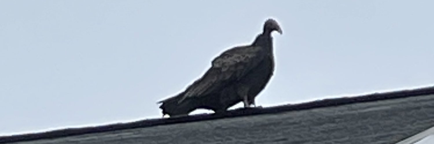 AbsoluteChaos11's profile banner image