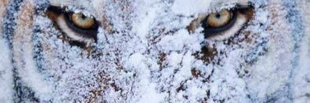 jcopete3's profile banner image