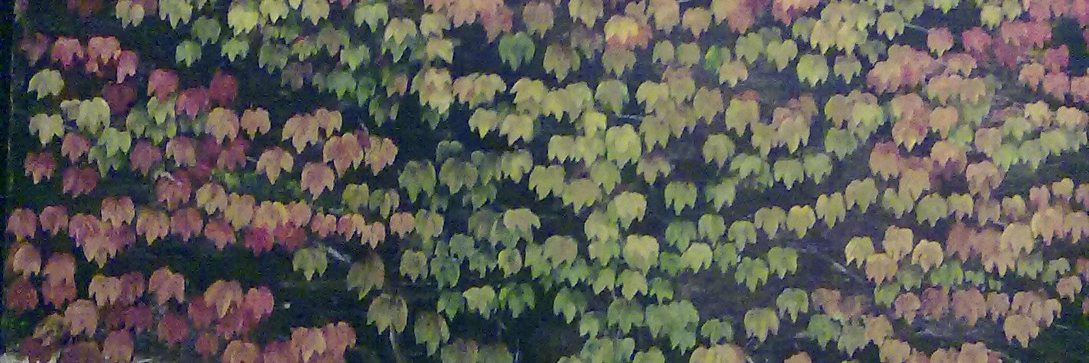 rozen_i's profile banner image