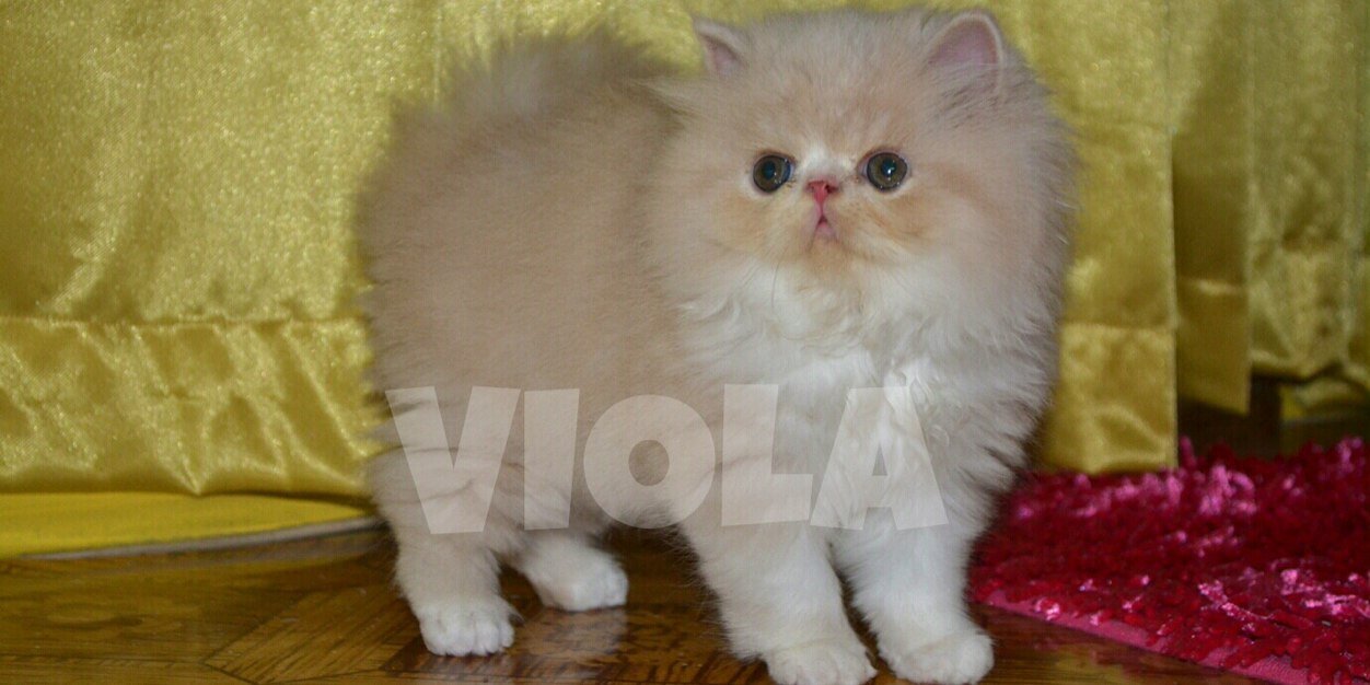 YIE_PETSHOP's profile banner image