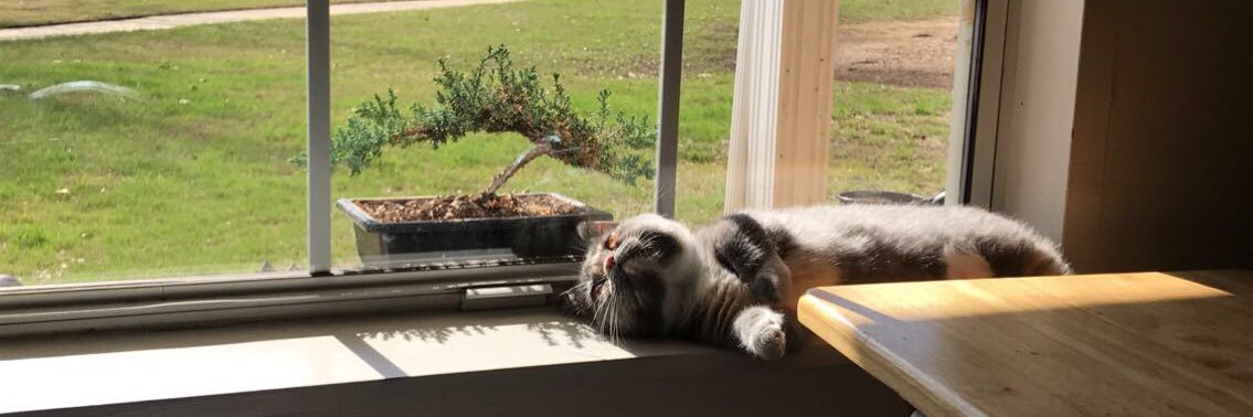 CattMariee's profile banner image