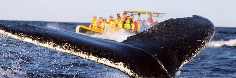 Ocean Riders Mexico banner