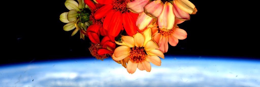 FlowersSnake's profile banner image