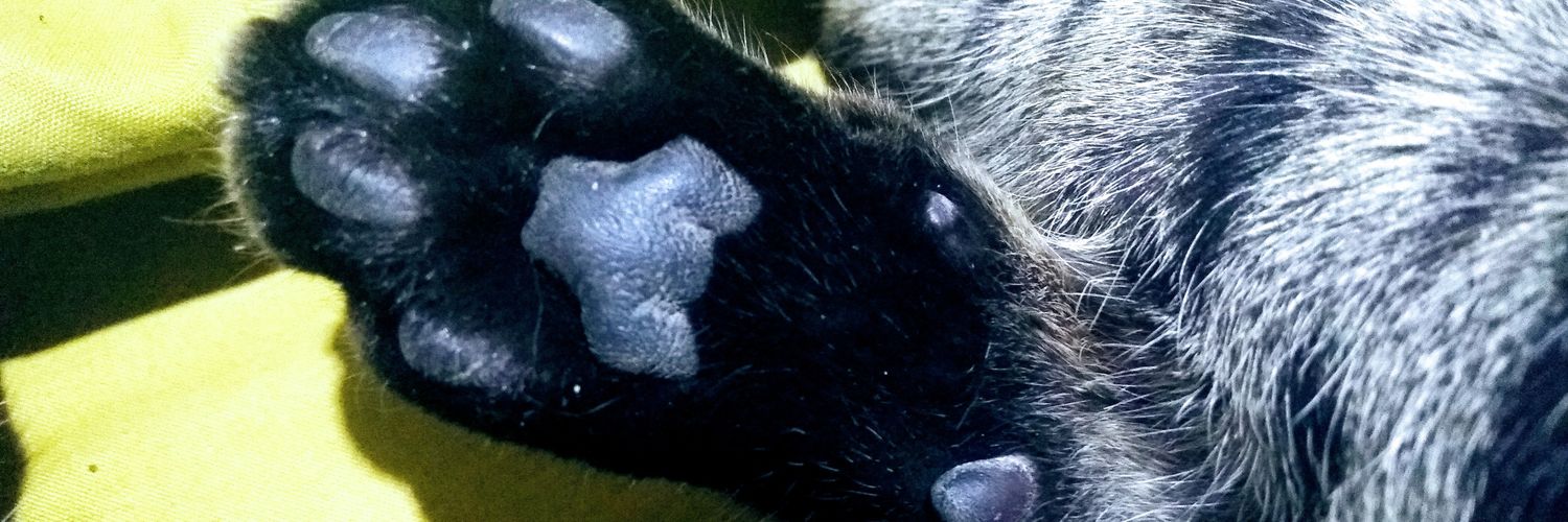 da_iu's profile banner image