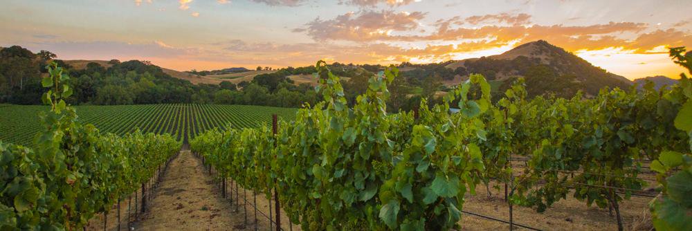 VinoVisit's profile banner image